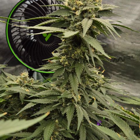 Bubble Gum (Serious Seeds) growlog timeline photo