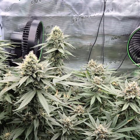 Bubble Gum (Serious Seeds) growlog timeline photo