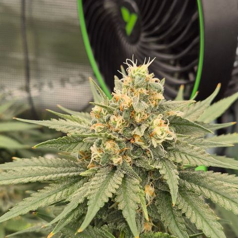 Bubble Gum (Serious Seeds) growlog timeline photo