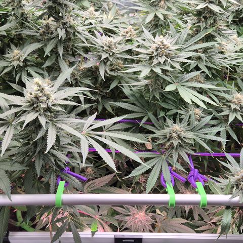 Bubble Gum (Serious Seeds) growlog timeline photo