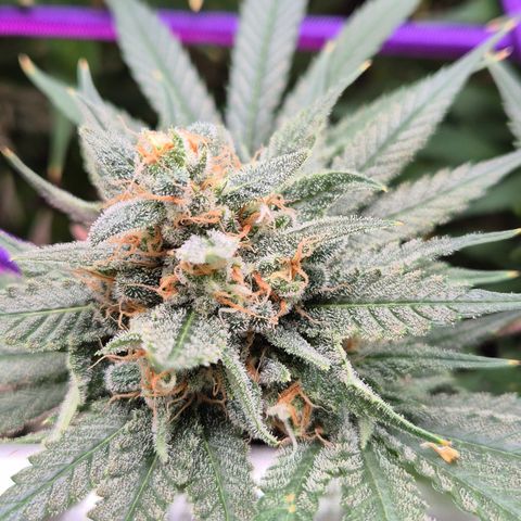 Bubble Gum (Serious Seeds) growlog timeline photo