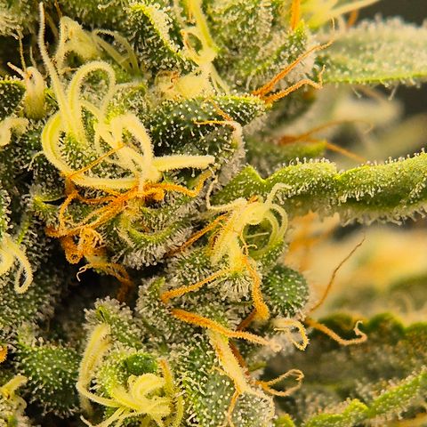 Bubble Gum (Serious Seeds) growlog timeline photo