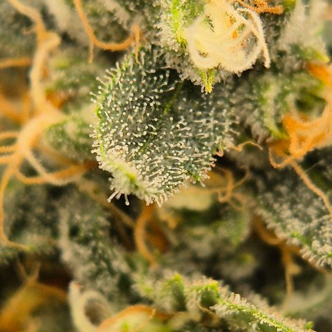 Bubble Gum (Serious Seeds) growlog timeline photo