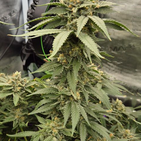 Bubble Gum (Serious Seeds) growlog timeline photo