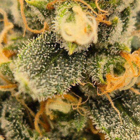 Bubble Gum (Serious Seeds) growlog timeline photo