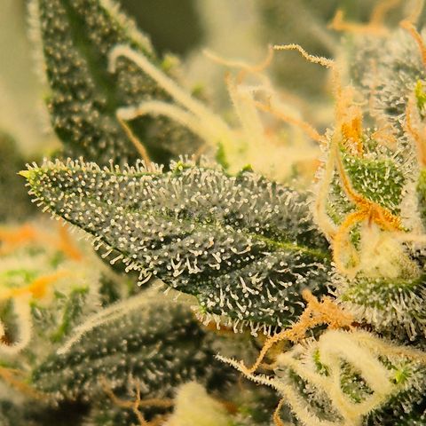 Bubble Gum (Serious Seeds) growlog timeline photo