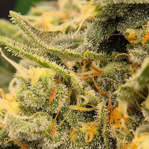 Bubble Gum (Serious Seeds) growlog timeline photo