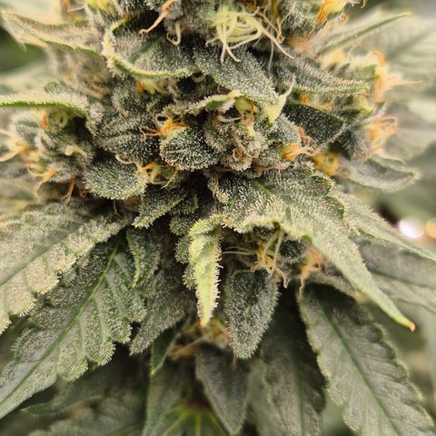 Bubble Gum (Serious Seeds) growlog timeline photo