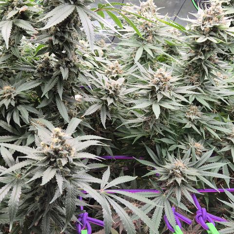 Bubble Gum (Serious Seeds) growlog timeline photo