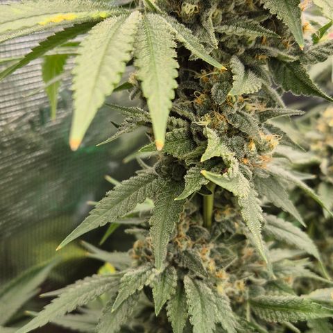 Bubble Gum (Serious Seeds) growlog timeline photo