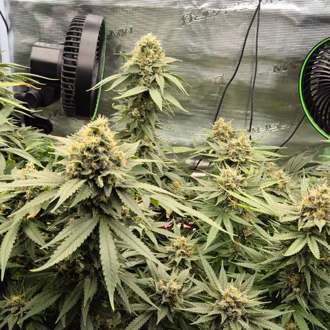 Bubble Gum (Serious Seeds) growlog timeline photo