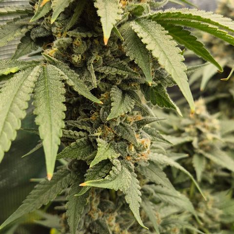 Bubble Gum (Serious Seeds) growlog timeline photo