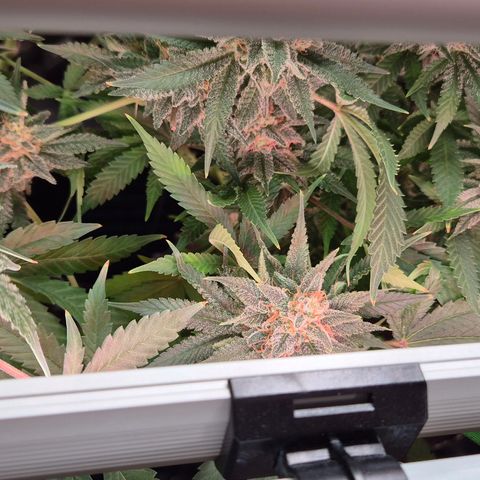Bubble Gum (Serious Seeds) growlog timeline photo