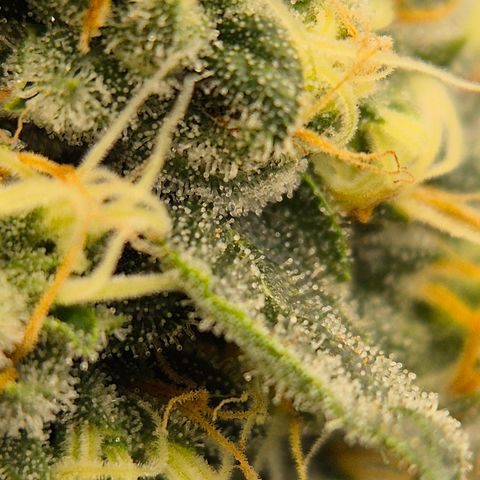Bubble Gum (Serious Seeds) growlog timeline photo