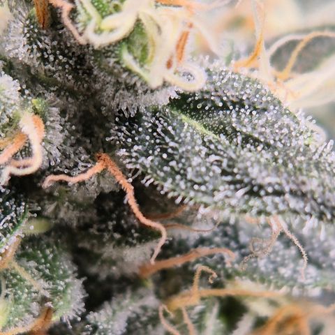 Bubble Gum (Serious Seeds) growlog timeline photo