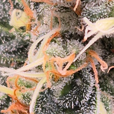 Bubble Gum (Serious Seeds) growlog timeline photo