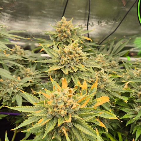 Bubble Gum (Serious Seeds) growlog timeline photo