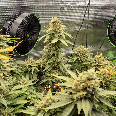 Bubble Gum (Serious Seeds) growlog timeline photo