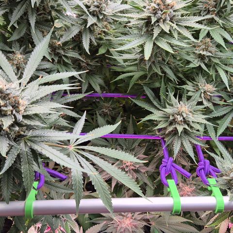 Bubble Gum (Serious Seeds) growlog timeline photo
