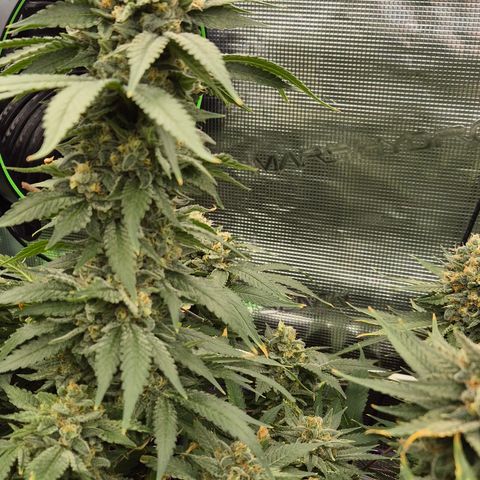 Bubble Gum (Serious Seeds) growlog timeline photo