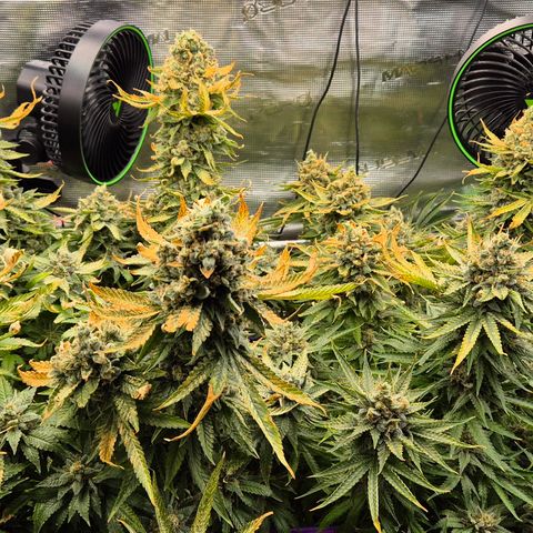 Bubble Gum (Serious Seeds) growlog photo: In 2 Tagen ist Ernte.