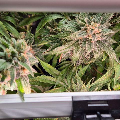 Bubble Gum (Serious Seeds) growlog photo: In 2 Tagen ist Ernte.