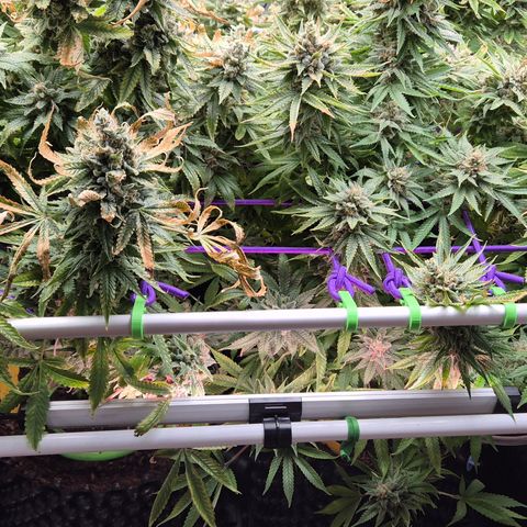 Bubble Gum (Serious Seeds) growlog photo: Ernte abgeschlossen.