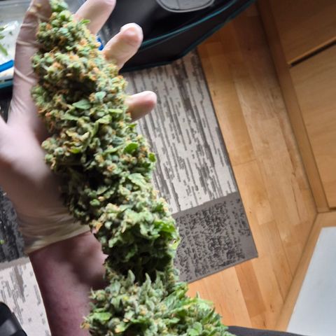Bubble Gum (Serious Seeds) growlog photo: Ernte abgeschlossen.
