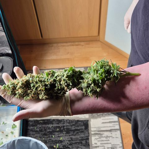 Bubble Gum (Serious Seeds) growlog photo: Ernte abgeschlossen.