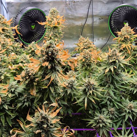 Bubble Gum (Serious Seeds) growlog photo: Ernte abgeschlossen.