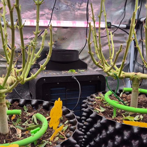 Bubble Gum (Serious Seeds) growlog photo: Ernte abgeschlossen.