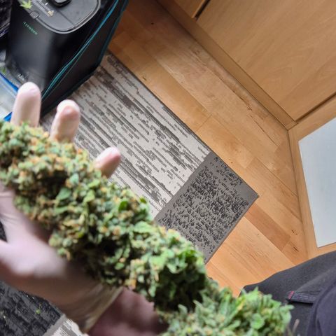 Bubble Gum (Serious Seeds) growlog photo: Ernte abgeschlossen.