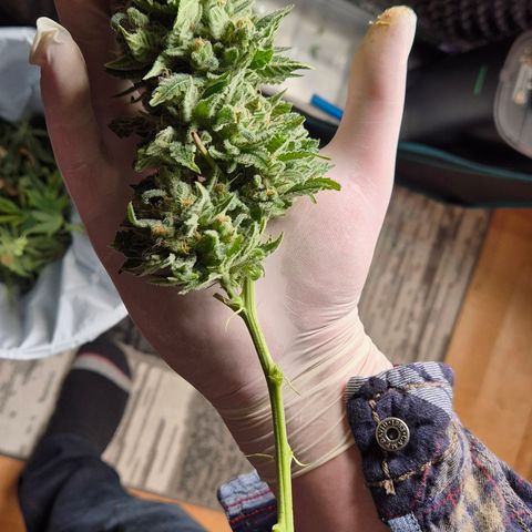 Bubble Gum (Serious Seeds) growlog photo: Ernte abgeschlossen.