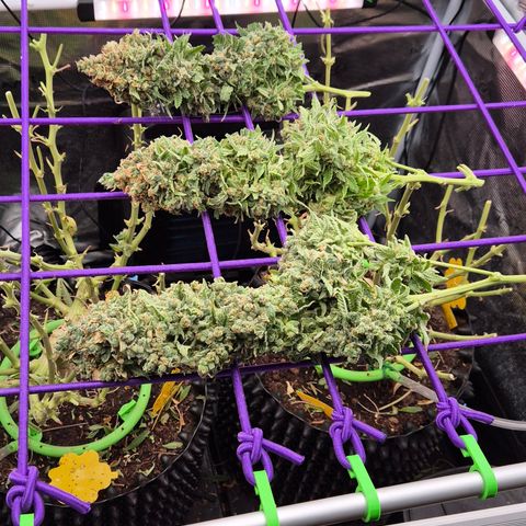 Bubble Gum (Serious Seeds) growlog photo: Ernte abgeschlossen.