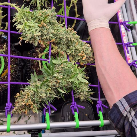 Bubble Gum (Serious Seeds) growlog photo: Ernte abgeschlossen.