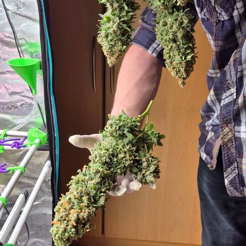 Bubble Gum (Serious Seeds) growlog photo: Ernte abgeschlossen.