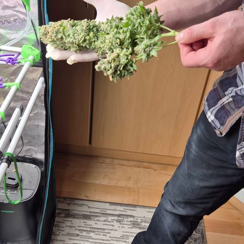 Bubble Gum (Serious Seeds) growlog photo: Ernte abgeschlossen.