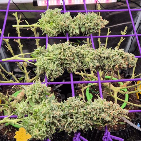 Bubble Gum (Serious Seeds) growlog photo: Ernte abgeschlossen.