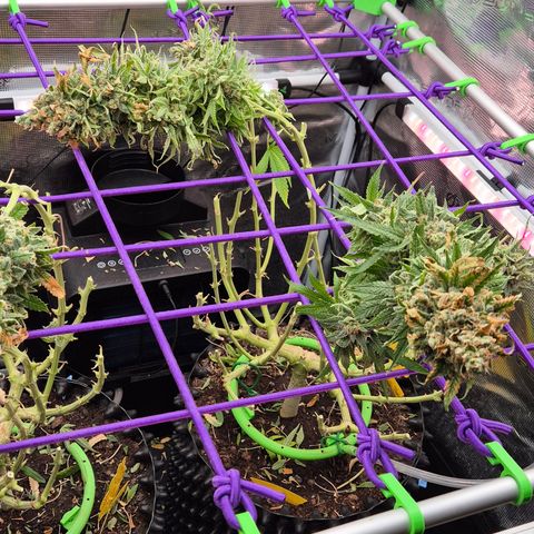 Bubble Gum (Serious Seeds) growlog photo: Ernte abgeschlossen.