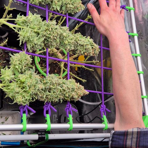 Bubble Gum (Serious Seeds) growlog photo: Ernte abgeschlossen.
