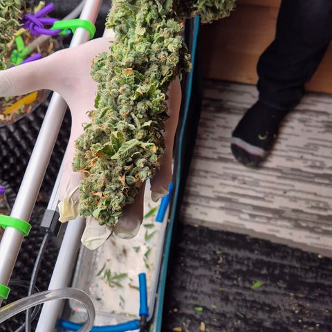 Bubble Gum (Serious Seeds) growlog photo: Ernte abgeschlossen.