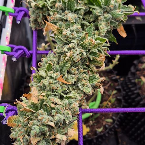 Bubble Gum (Serious Seeds) growlog photo: Ernte abgeschlossen.