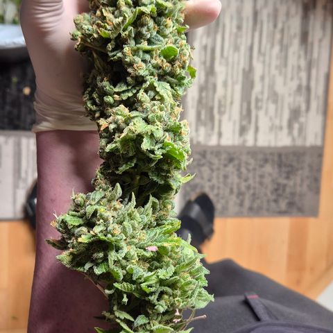 Bubble Gum (Serious Seeds) growlog photo: Ernte abgeschlossen.