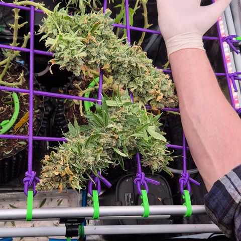 Bubble Gum (Serious Seeds) growlog photo: Ernte abgeschlossen.