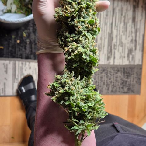 Bubble Gum (Serious Seeds) growlog photo: Ernte abgeschlossen.