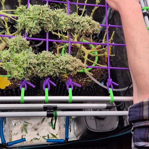 Bubble Gum (Serious Seeds) growlog photo: Ernte abgeschlossen.