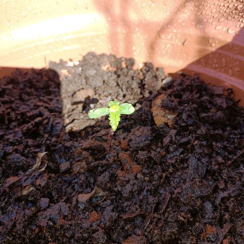 Louwqie  growlog timeline photo