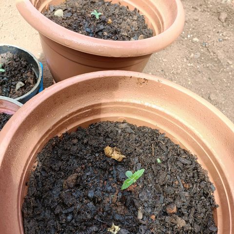Louwqie  growlog photo: Growth looks good so far