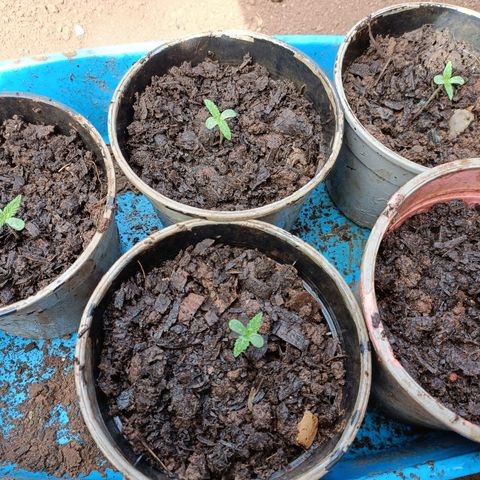 Louwqie  growlog photo: Growth looks good so far