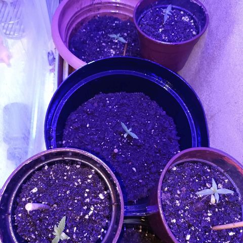 Louwqie  growlog photo: Water and pest